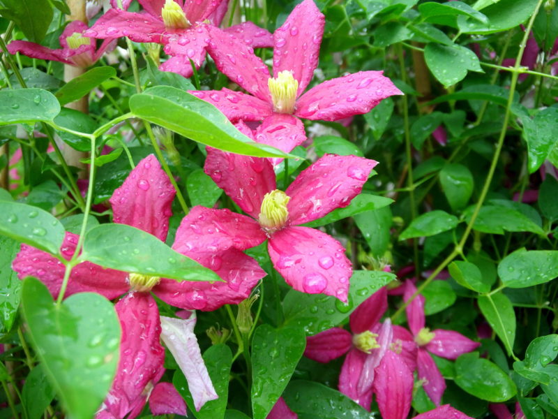 残暑の中 身近で見つけた花たちの記録 年9月の花散歩 花みっけ