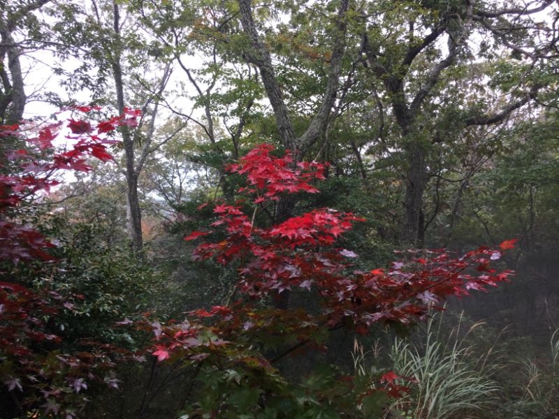 伊豆の国パノラマパーク：紅葉した木々