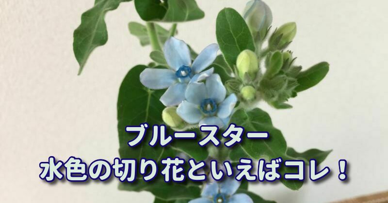 ブルースターの切り花：水色の切り花の定番
