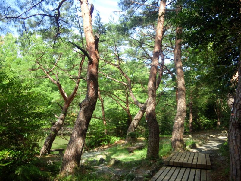 森林公園の赤松林