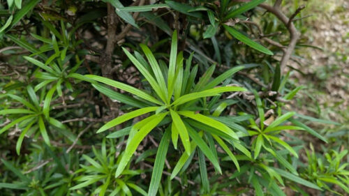 【槇の木（イヌマキ）完全ガイド】育て方から剪定・花言葉まで和風庭園の王道シンボルツリー – 花みっけ♪