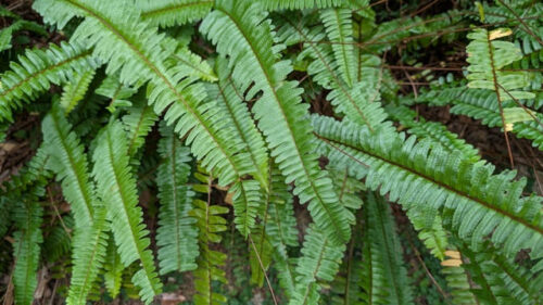 タマシダ・ツデーシダの育て方決定版！シダ植物初心者必見～失敗しない管理法と美しく仕立てるコツ～ – 花みっけ♪