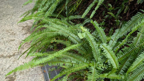 タマシダ・ツデーシダの育て方決定版！シダ植物初心者必見～失敗しない管理法と美しく仕立てるコツ～ – 花みっけ♪