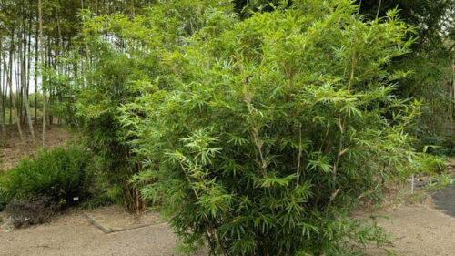【庭に竹を植える前に必読】育て方・管理方法から増殖対策まで！美しい竹庭を作るプロの技術を大公開 – 花みっけ♪
