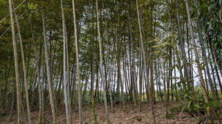 竹が織りなす日本の美意識〜竹取物語から茶道・建築まで、伝統文化に根づく竹の精神性を徹底解説 – 花みっけ♪